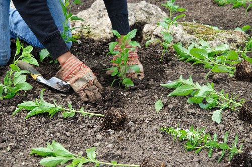 Local gardeners in Plaistow working on planted borders